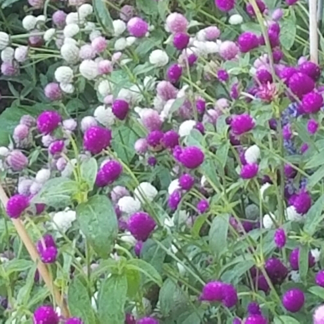 Plant image Gomphrena globosa