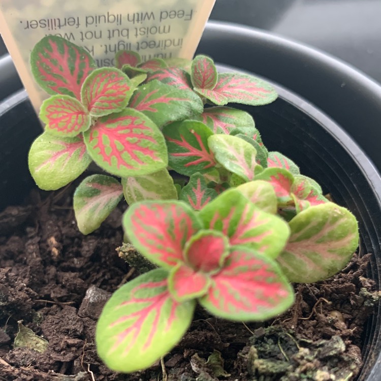 Plant image Fittonia albivenis var. Verschaffeltii