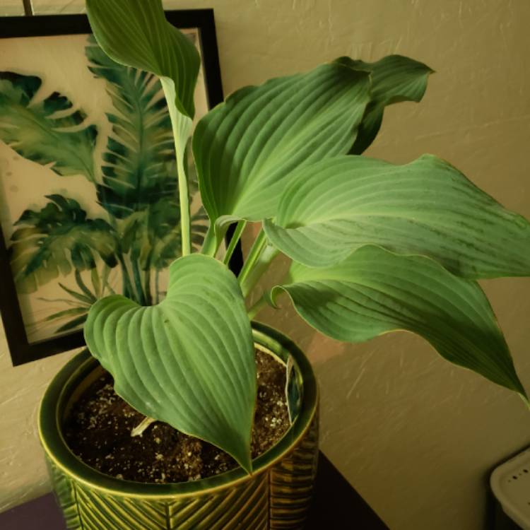 Plant image Hosta 'Aureomarginata' (ventricosa) syn. Hosta ventricosa 'Aureomarginata', Hosta 'Variegata' (ventricosa), Hosta 'Ventricosa Variegata'