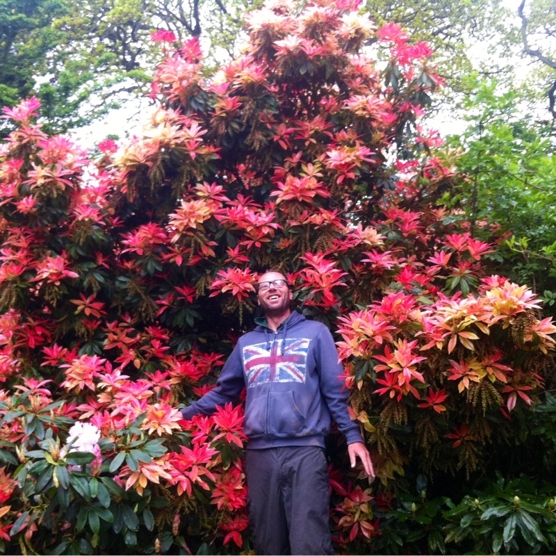 Pieris 'Forest Flame'