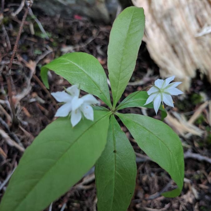 Plant image Trientalis borealis