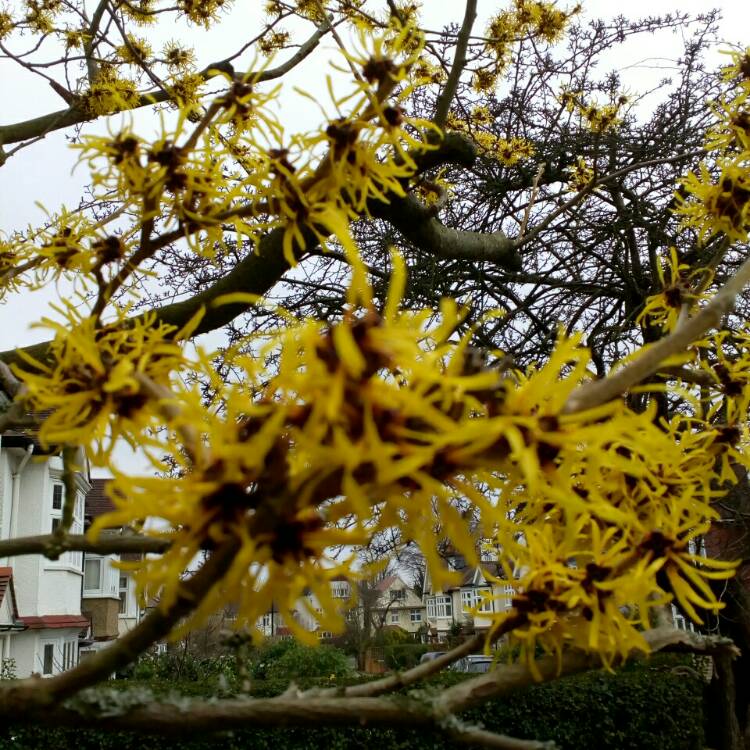 Plant image Hamamelis