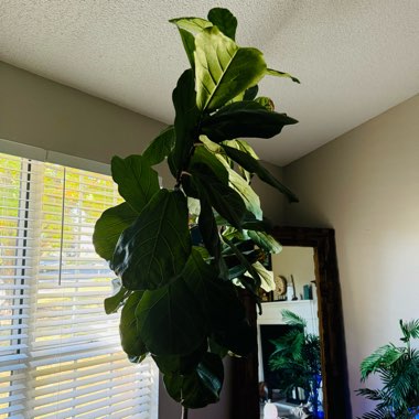 Fiddle Leaf Fig