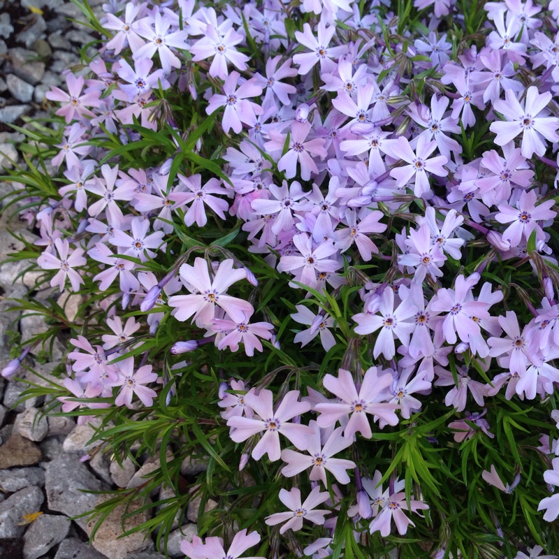 Moss Phlox 'Emerald Cushion Blue'