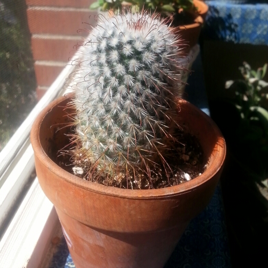 Plant image Mammillaria bombycina