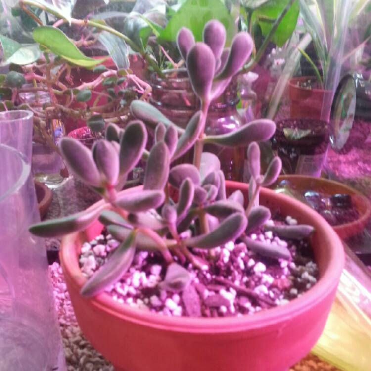 Plant image Crassula congesta