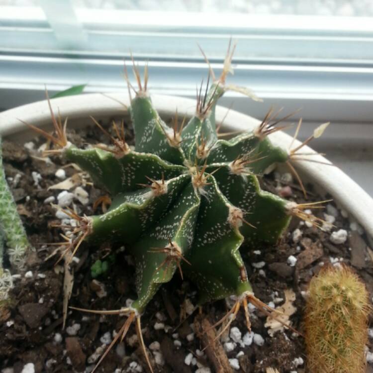 Plant image Astrophytum Ornatum