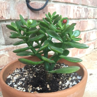 Crassula ovata 'Compacta'