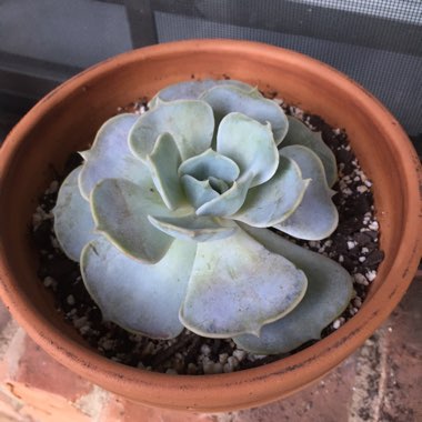 Echeveria 'Lilacina'