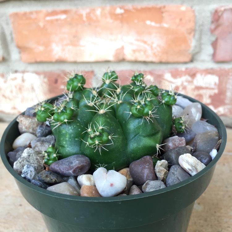 Plant image Gymnocalycium anisitsii subs. multiproliferum