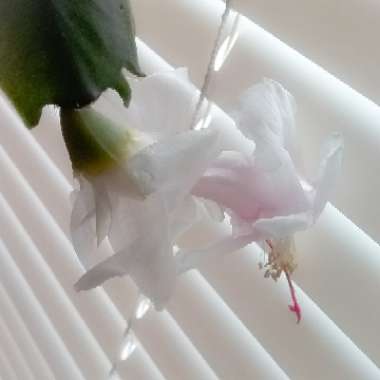 Schlumbergera truncata Malissa