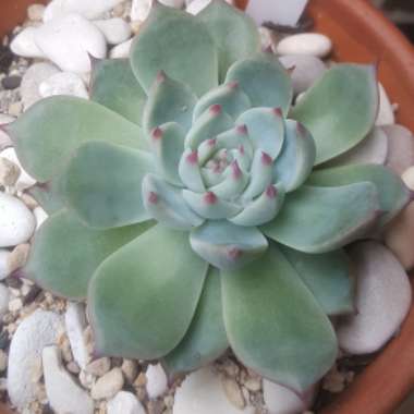 Echeveria Chihuahuaensis