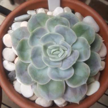 Echeveria Blue Surprise