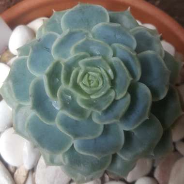 Echeveria Elegans x Lola