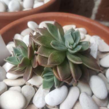 Sinocrassula Indica