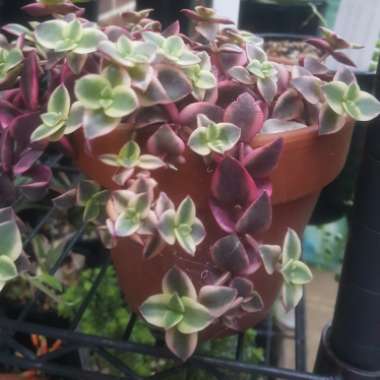 Crassula Pellucida subsp. Marginalis