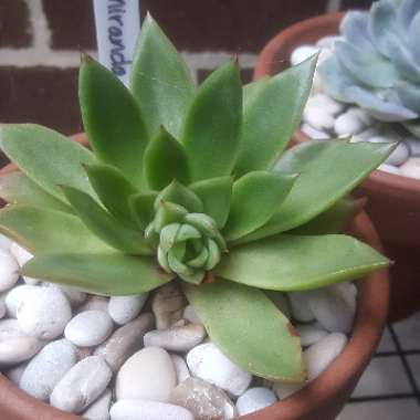 Echeveria Agavoides Miranda