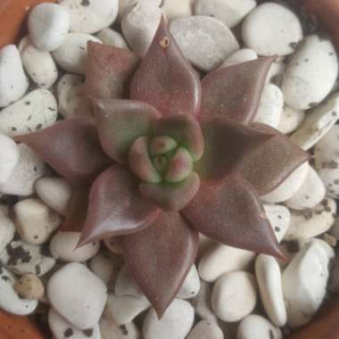 Echeveria Agavoides Romeo