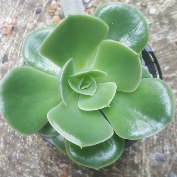 Plant image Echeveria Arika