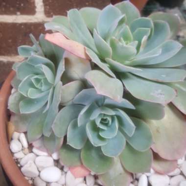 Echeveria Powder Blue