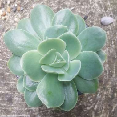 Echeveria Bladerunner