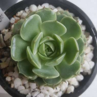 Echeveria Ben Badis