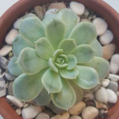 Echeveria Big Blue