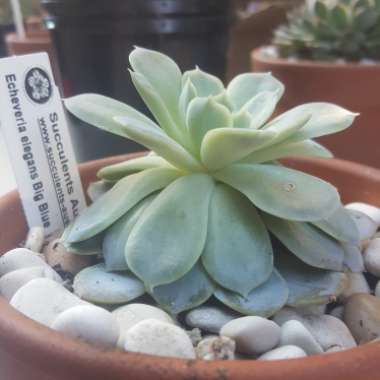 Echeveria Big Blue