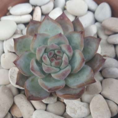 Echeveria Colorata fa. Colorata