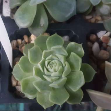 Echeveria Hyalina