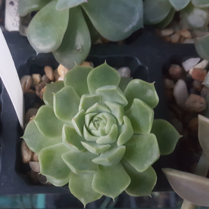 Plant image Echeveria Hyalina