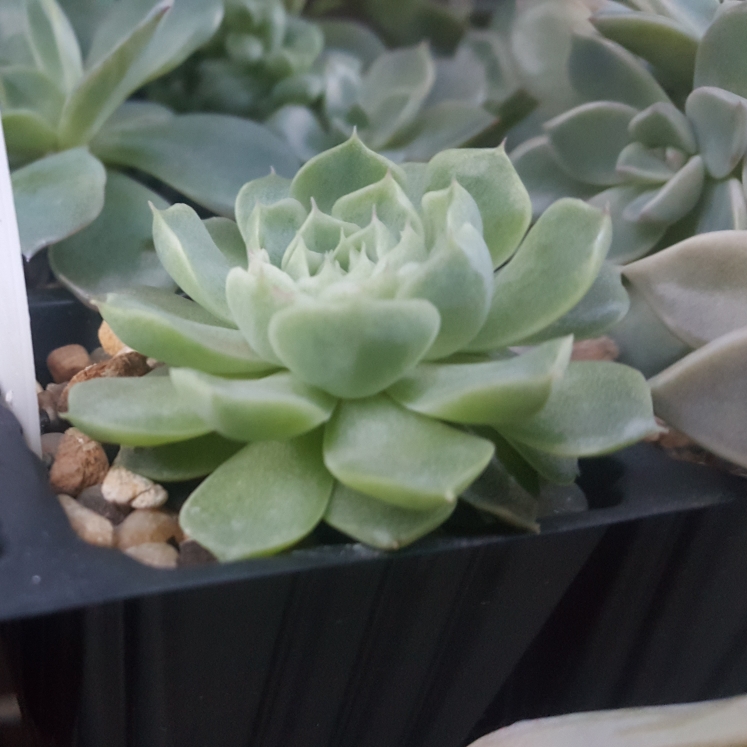 Plant image Echeveria Hyalina