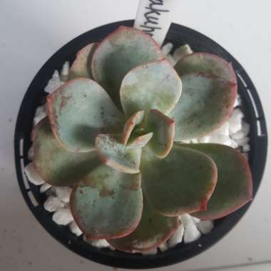 Echeveria Haku-Ho