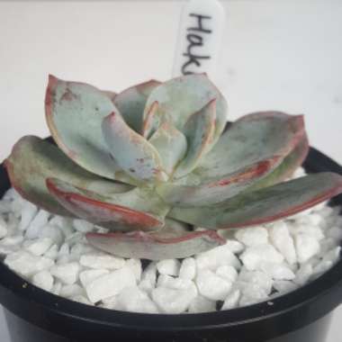 Echeveria Haku-Ho