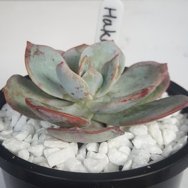 Plant image Echeveria Haku-Ho