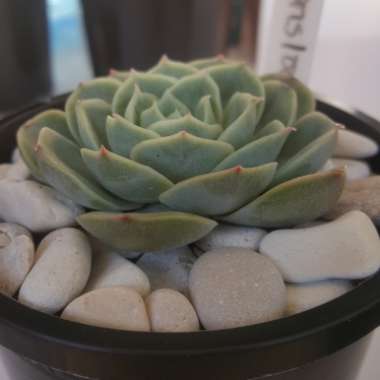 Echeveria Onslow