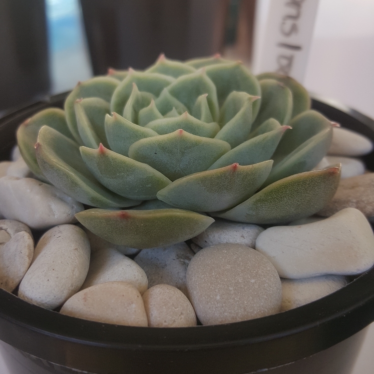 Plant image Echeveria Onslow