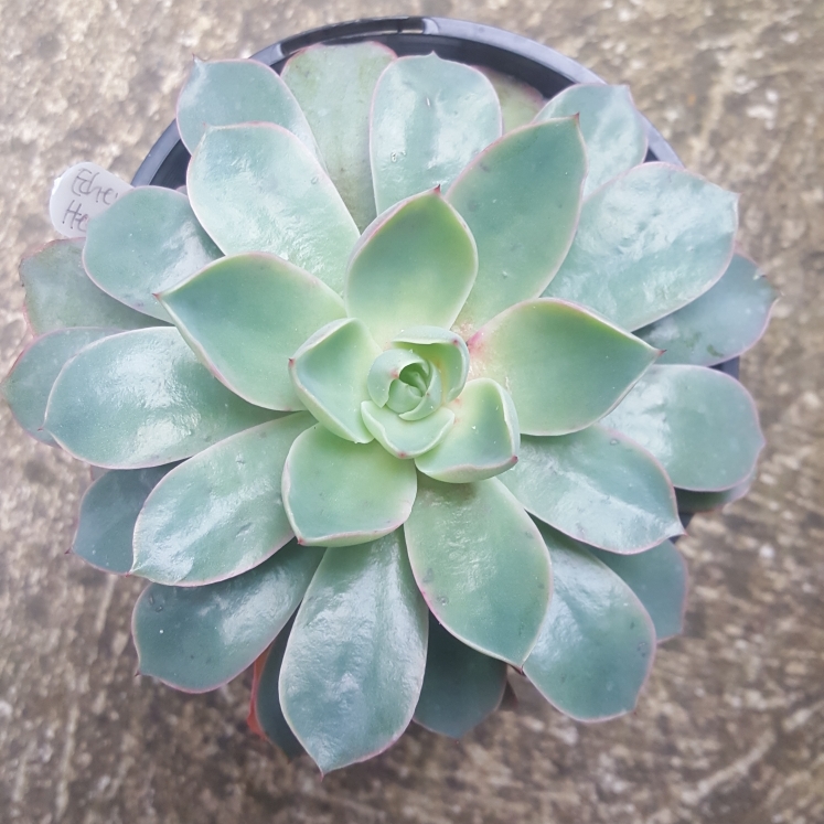 Plant image Echeveria Hera