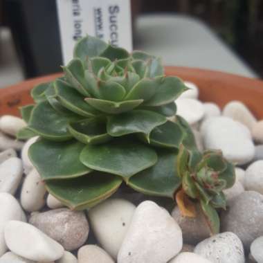 Echeveria Longissima var. Longissima