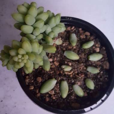 Sedum Morganianum