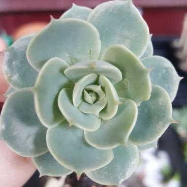 Echeveria Deresina