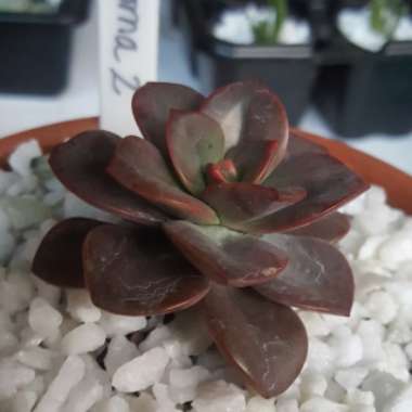 Echeveria Chroma