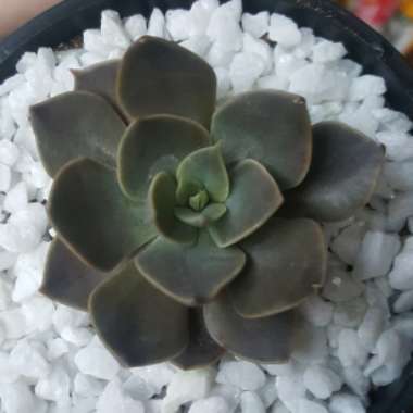 Echeveria Linda Jean