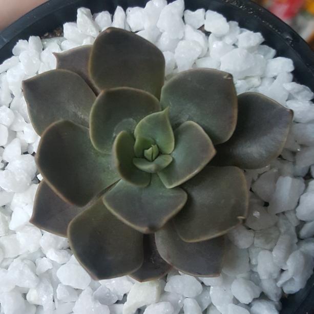 Plant image Echeveria Linda Jean