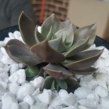 Echeveria Linda Jean