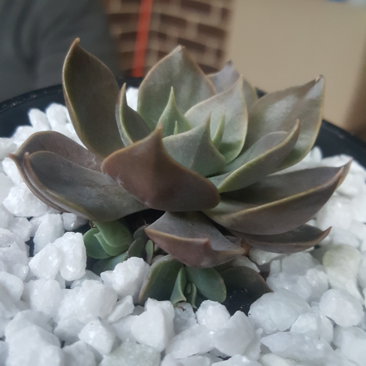 Plant image Echeveria Linda Jean