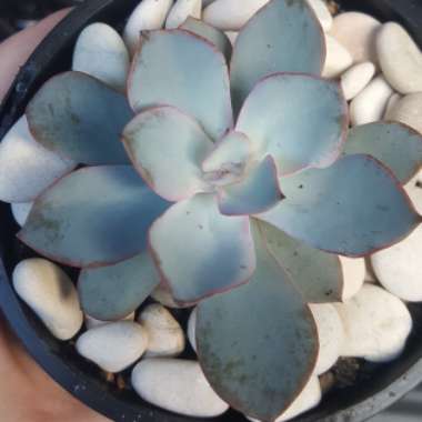 Echeveria Cante