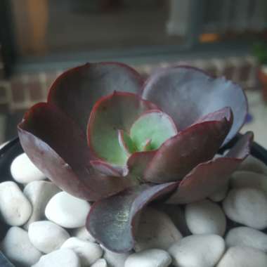 Echeveria Big Red