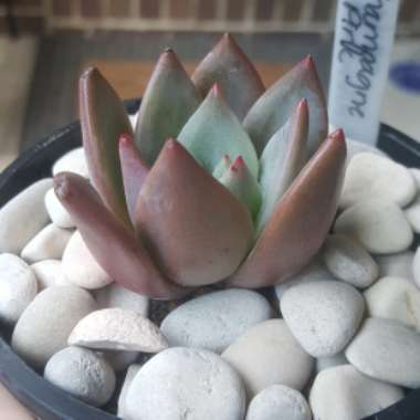 Echeveria Champagne