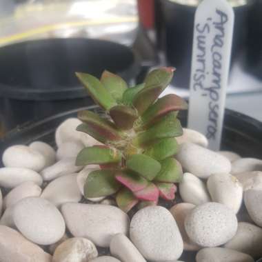 Anacampseros rufescens 'Sunrise' variegated